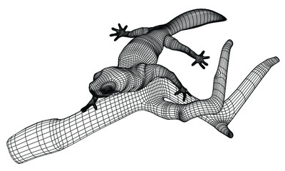 Gecko lizard polygonal lines illustration. Abstract vector lizard on the white background