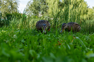 Brown water bird ducks