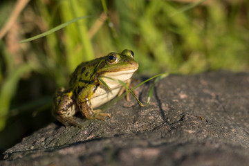 Teichfrosch im Sonnenlicht
