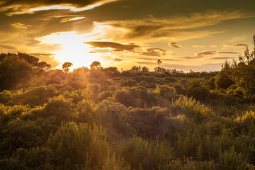 sunset in the forest the devesa El Saler in Valencia