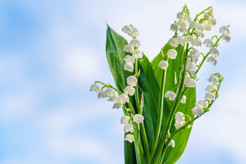Flower Spring Lily of the Valley Background Horizontal. Natural nature background with blooming beautiful flowers lilies of the valley lilies-of-the-valley. Lily of the valley. 