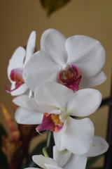 Obraz na płótnie Canvas Orquídeas