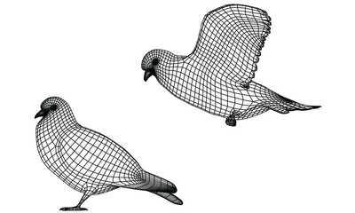 Pigeon polygonal lines illustration. Abstract vector bird on the white background