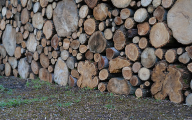 Logs lie on top of each other in large numbers