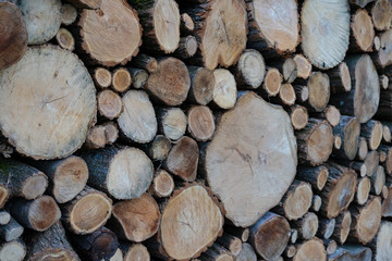 Logs lie on top of each other in large numbers