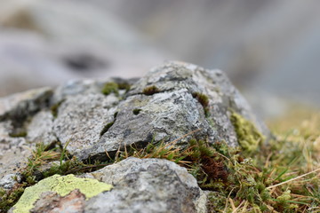 moss on stone