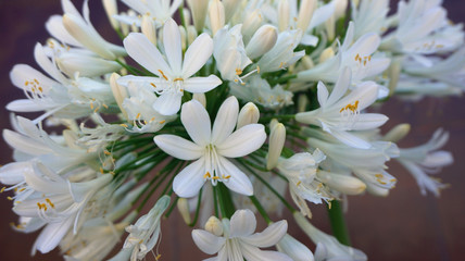 Small white flowers