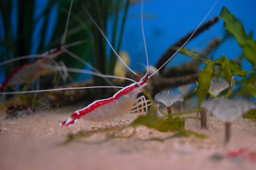 Colourful Shrimp