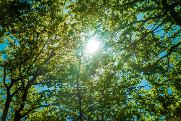 the sun seen among the green branches