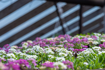 Obraz premium small lobularia seedlings in a nursery in a greenhouse in the spring