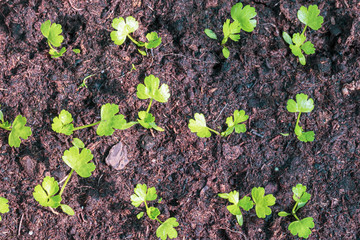 tiny green seedlings in a nursery in a greenhouse in the spring