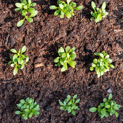 tiny green seedlings in a nursery in a greenhouse in the spring