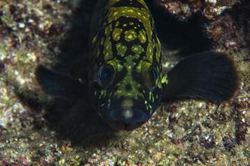 Epinephelus grouper fish under the rock. Fethiye, Turkey.
O

