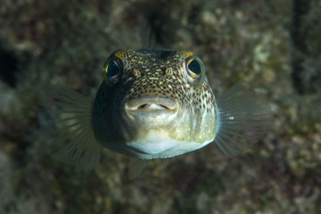 Puffer fish standing in middle water Fethiye, Turkey.