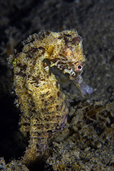 Seahorse standing on the sand surface Fethiye, Turkey.