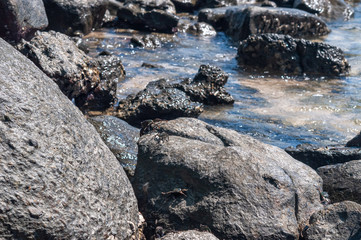 Crabs on a rock by the sea, Thailand.