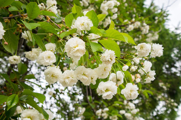 Background of beautiful white cherry blossoms blooming during the spring. Macro photography, close up view