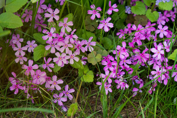 Fototapeta premium Beautiful pink moss phlox in spring season,