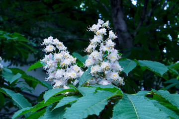 Blooming horse chestnut flowers. White flowering in bunches of park tree in the city. Partition. Natural medicine. The manufacture of drugs.