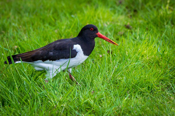 black and white bird