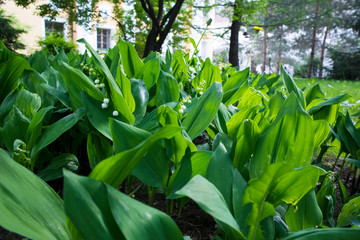 Obraz premium White lily of the valley flowers blossoming in spring