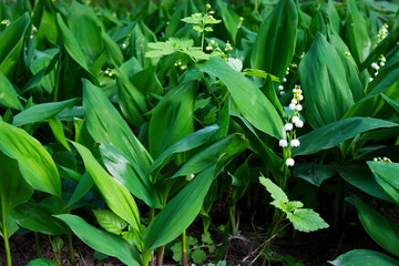 White lily of the valley flowers blossoming in spring