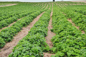 Plantation of organic strawberry grown in long rows on the farm.
