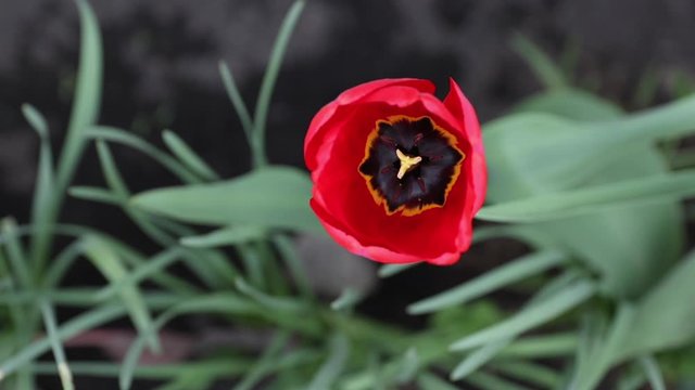 beautiful landscape with blossoming red tulip in the summer or spring. flover trembling in the wind, top view