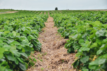 Plantation of organic strawberry grown in long rows on the farm.