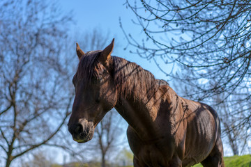 A horse stands against the sky