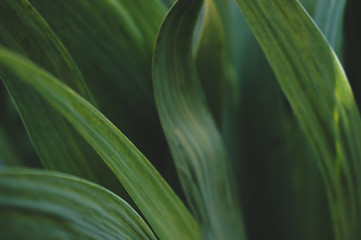 Close up of green foliage tropical decor, great for background, fresh environmental eco vibes