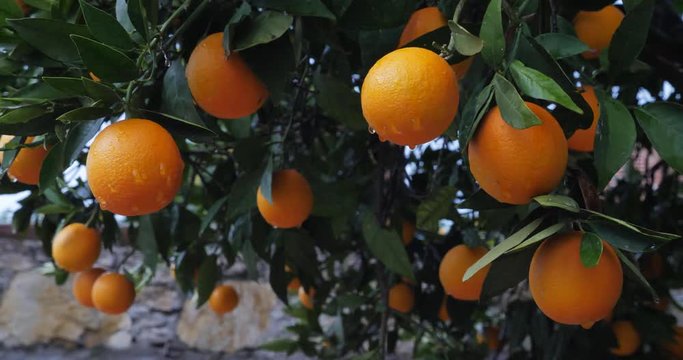 Orange trees with fruits on plantation green leafs and wet oranges on tree