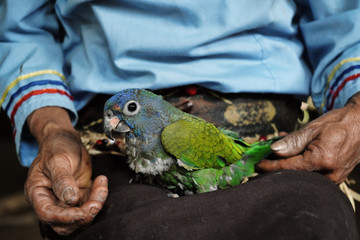 Indigenous woman holding a parakeet in her hands