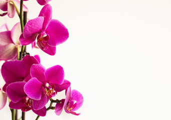 Fototapeta na wymiar Pink orchid flowers on white space for text