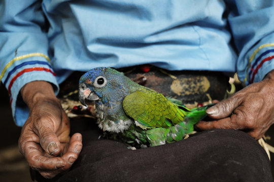 Indigenous woman holding a parakeet in her hands