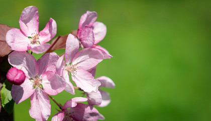 Pink apricot blossom on a green background, selective focus.
