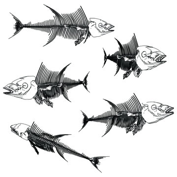 Tuna fish skeleton lines illustration. Abstract vector fish skeleton on the white background