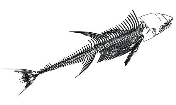 Tuna fish skeleton lines illustration. Abstract vector fish skeleton on the white background