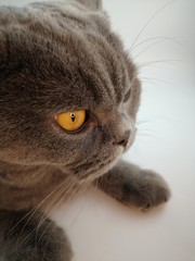 British shorthair cat detail (British Blue cat) . Cat with large almond eyes. Portrait.
