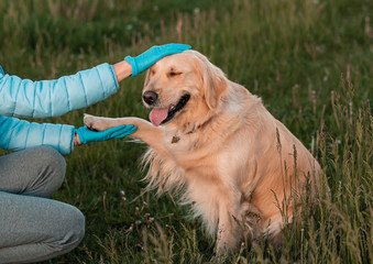 Golden retriever dog sitting give a paw to owner. Training the dog, woman with her dog. Leisure with a pet during quarantine.