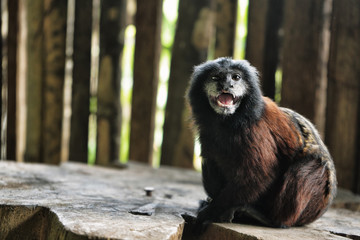 Little monkey in Amazonian community of Ecuador