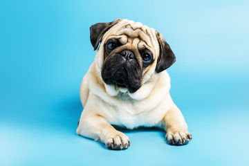  Сute beige pug dog lies on a blue background.