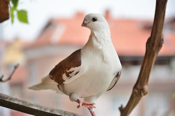 Brown pigeon with a white head and short beaked on a terrace with one leg up. Domestic pigeon bird posing on blurred background outdoor. Domestic animal and pet concept. Close up, selective focus