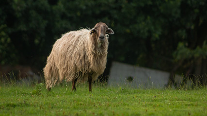 White sheep grazing on the grass