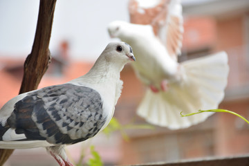 Gray pigeon with a white head and short beaked on a terrace. Domestic pigeon bird posing on blurred background outdoor. Domestic animal and pet concept. Close up, selective focus
