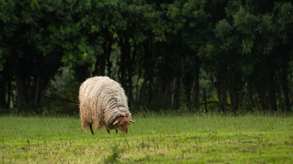 White sheep grazing on the grass