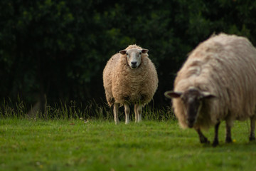 Obraz na płótnie Canvas White sheep grazing on the grass