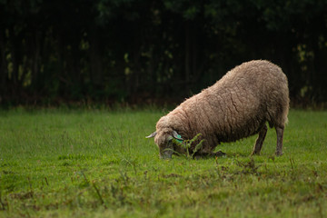 White sheep grazing on the grass