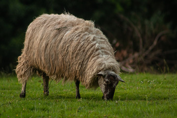 Naklejka na ściany i meble White sheep grazing on the grass