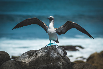 Piqueros de patas azules de las Islas Galápagos